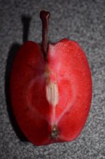 Malus domestica 'Redini® Circe'® 70-90 C5 | Red flesh apple