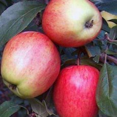 Malus domestica 'Rheinische Schafsnase'(=Apfelmuser) BW | Ciderappel