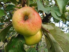 Malus domestica 'Rheinischer Bohnapfel' BW | Ciderappel