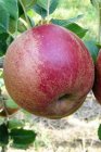 Malus domestica 'Rode Boskoop'(=Boskoop Bakker)  | Appel C4