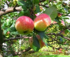 Malus domestica 'Roter Bellefleur' BW | Appel