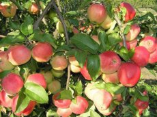 Malus domestica 'Summerred' HALFSTAM BW | Appel