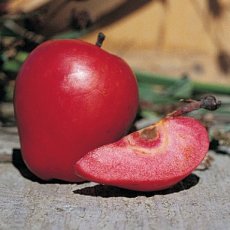 Malus domestica 'Veiniõun' BW | Roodvlezige appel