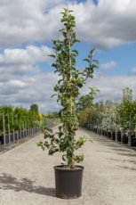 Malus hybr.'Golden Hornet' 150/170 C12 Malus hybr.‘Golden Hornet’-Sierappel/appel 150-170 C12