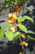 Malus hybr.'Golden Hornet' 60/100 C Malus hybr.‘Golden Hornet’-Sierappel/appel 60-100  C