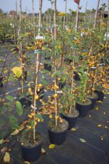 Malus hybr.‘Golden Hornet’-Sierappel/appel 60-100  C