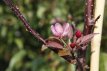 Malus hybr. 'Indian Magic®' 100/125 C15 Malus hybr. 'Indian Magic®' - Sierappel/appel 100-125 C15