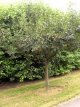 Malus hybr.'John Downie' 6/8 HA C12 Malus hybr.'John Downie'  6/8  HA C12 SIERAPPEL