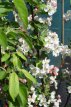 Malus hybr.'Perpetu'® 100/125 C12 Malus hybr.'Perpetu'® (‘Evereste’) - Sierappel/appel 100-125 C12