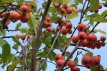 Malus hybr.'Perpetu'® 100/125 C12 Malus hybr.'Perpetu'® (‘Evereste’) - Sierappel/appel 100-125 C12