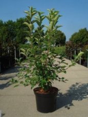 Malus hybr.'Perpetu'® (‘Evereste’) - Sierappel/appel 100-125 C12