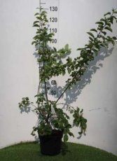 Malus hybr.'Perpetu'®  80/100 C4 Malus hybr.'Perpetu'® (‘Evereste’) - Sierappel/appel 80-100 C4