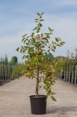 Malus hybr. 'Red Sentinel 125/150 C12 Malus hybr. ‘Red Sentinel’ - Sierappel-Appel 125-150 C12