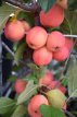 Malus hybr.'Red Sentinel' 6/8 HA C12 Malus hybr. 'Red Sentinel'  6/8  HA C12 SIERAPPEL