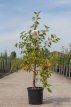 Malus hybr.'Red Sentinel' 6/8 HA C12 Malus hybr. 'Red Sentinel'  6/8  HA C12 SIERAPPEL