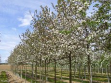 Malus hybr. 'Red Sentinel'  6/8  HA C12 SIERAPPEL