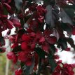 Malus hybr. 'Royalty' 6/8 HA C12 Malus 'Royalty' 6/8 HA C12 SIERAPPEL