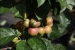 Malus hybr. 'Wintergold' 80/100 C15 Malus hybr. 'Wintergold' - Sierappel-Appel 80-100 C15