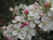 Malus hybr. 'Wintergold' 80/100 C15 Malus hybr. 'Wintergold' - Sierappel-Appel 80-100 C15