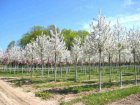 Malus Perpetu® (Evereste)  6/8  HO SIERAPPEL