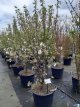 Malus Perpetu® (Evereste) meerstammig 180/220 C50 Malus Perpetu® (Evereste) meerstammig 180-220 C50  APPEL-SIERAPPEL