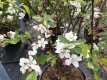 Malus Perpetu® (Evereste) meerstammig 180/220 C50 Malus Perpetu® (Evereste) meerstammig 180-220 C50  APPEL-SIERAPPEL