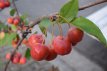 Malus 'Red Sentinel' meerstammig 180/220 C50 Malus domestica 'Red Sentinel' (meerstammig ) 180-220 C50 APPEL-SIERAPPEL