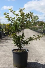 Malus toringo 'Tina' - Dwerg sierappel 60-80 C15