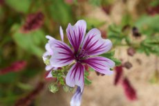 Malva sylvestris ‘Zebrina’ | Kaasjeskruid 200 P9