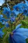 Meconopsis betonicifolia | Schijnpapaver-Himalayapapaver 100 P9