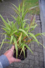 Melica altissima ‘Atropurpurea’ | Parelgras 100 P9 (WINTERGROEN)