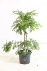 Metasequoia glypt. 'Chubby' 50/60 C5 Metasequoia glypt. 'Chubby' 50-60 C5