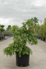 Metasequoia glypt. 'Chubby' 80/100 C15 Metasequoia glypt. 'Chubby' 80-100 C15