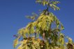 Metasequoia glypt.'Gold Rush' 25/30 C Metasequoia glyptostroboides 'Gold Rush' | Moerascypres 25/30 C