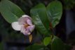 Michelia 'Fairy Magnolia Blush' 30/40 Michelia 'Fairy Magnolia Blush'®(= Micjur01) - PROMO - Bananenstruik 30-40 C3