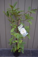 Michelia 'Fairy Magnolia Creme'® - Bananenstruik 30-40 C3
