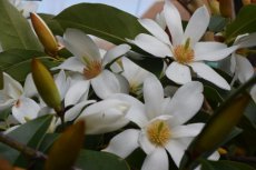 Michelia 'Fairy Magnolia White'® - Bananenstruik 30-40 C3