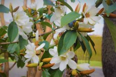 Michelia laevifolia 'Vanilla Pearls'® - PROMO - Bananenstruik 60-80 C3