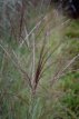 Miscanthus sinensis ‘Adagio’ P9 Miscanthus sin. ‘Adagio’ | Scherpgroen | geelbruine bloemaren 100 P9