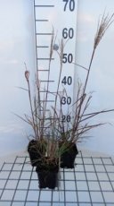 Miscanthus sinensis 'Aperitif' | Scherpgroen | roze bloemaren 120 P9