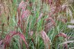 Miscanthus sinensis 'Red Cloud' C3 Miscanthus sinensis 'Red Cloud' | Japans zilvergras | rode bloemaren 100 C3