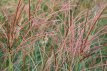 Miscanthus sinensis ‘Yaku Jima’ P9 Miscanthus sin. ‘Yaku Jima’ | Scherpgroen | geelbruine bloemaren 100 P9