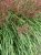 Miscanthus transmorrisonensis C3 Miscanthus transmorrisonensis | Chinees riet 180 C3 (WINTERGROEN)