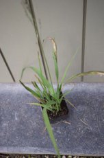 Molinia arundinacea ‘Bergfreund’ | Pijpenstrootje 200 P9