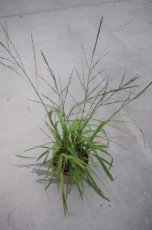 Molinia arundinacea ‘Karl Foerster’ | Pijpenstrootje 200 P9