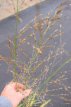 Molinia arundinacea ‘Transparent’ 150 P9 Molinia arundinacea ‘Transparent’ | Pijpenstrootje 180 P9