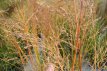 Molinia arundinacea ‘Transparent’ 150 P9 Molinia arundinacea ‘Transparent’ | Pijpenstrootje 180 P9