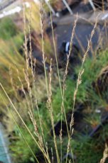 Molinia arundinacea ‘Windspiel’ | Pijpenstrootje 200 P9