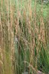 Molinia caerulea ‘Heidebraut’ 160 P9 Molinia caerulea ‘Heidebraut’ | Pijpenstrootje 160 P9