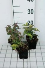 Monarda bradburniana | Bergamotplant 50 P9